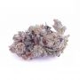 Paradise Seeds Whiteberry Auto Smoke Buds Weed Ganja Skunk Dope Pot Images Pics Nuggets