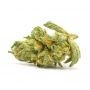 Original Sensible Seeds White Crystal Meth Auto Smoke Buds Weed Ganja Skunk Dope Pot Images Pics Nuggets