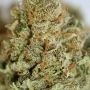 CBD Lemon Aid Feminized by Original Sensible Seeds THC Content Potency Strength CBD Height Yield Flowering Time Indica Sativa Ge