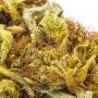 White Widow CBD Feminized by OO Seeds THC Content Potency Strength CBD Height Yield Flowering Time Indica Sativa Genetics