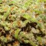 Trump Towers Feminized by Next Generation THC Content Potency Strength CBD Height Yield Flowering Time Indica Sativa Genetics