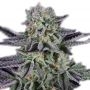 Next Generation Purple Lightning Smoke Buds Weed Ganja Skunk Dope Pot Images Pics Nuggets
