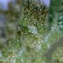 Grapeskunk Regular by Next Generation THC Content Potency Strength CBD Height Yield Flowering Time Indica Sativa Genetics