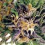Grapefruit Kush Regular by Next Generation THC Content Potency Strength CBD Height Yield Flowering Time Indica Sativa Genetics