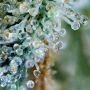 Early Skunk x Haze Regular by Mr Nice Seeds THC Content Potency Strength CBD Height Yield Flowering Time Indica Sativa Genetics