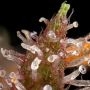 Pebbles Feminized by Monster Genetics THC Content Potency Strength CBD Height Yield Flowering Time Indica Sativa Genetics