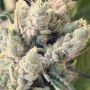 Gorilla Glue Feminized by Monster Genetics THC Content Potency Strength CBD Height Yield Flowering Time Indica Sativa Genetics