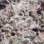Skylar by Mephisto Genetics THC Content Potency Strength CBD Height Yield Flowering Time Indica Sativa Genetics