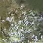 Beary by Mephisto Genetics THC Content Potency Strength CBD Height Yield Flowering Time Indica Sativa Genetics