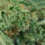 OG Kush CBD Regular by Medicann THC Content Potency Strength CBD Height Yield Flowering Time Indica Sativa Genetics