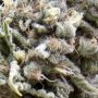 White Magic Feminized by Mandala Seeds THC Content Potency Strength CBD Height Yield Flowering Time Indica Sativa Genetics