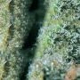 California Special Regular by KC Brains Seeds THC Content Potency Strength CBD Height Yield Flowering Time Indica Sativa Genetic