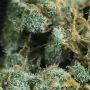 Kannabia Silver Widow Smoke Buds Weed Ganja Skunk Dope Pot Images Pics Nuggets