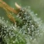 White Russian OG Feminized by Kalashnikov Seeds THC Content Potency Strength CBD Height Yield Flowering Time Indica Sativa Genet