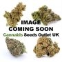 Northern Russian Auto Feminized Marijuana Strain by Kalashnikov Seeds For Sale Online at Cannabis Seeds Outlet