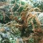Sour Diesel No2 by Humboldt Seed Organisation THC Content Potency Strength CBD Height Yield Flowering Time Indica Sativa Genetic