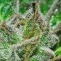 Bubba Kush by Humboldt Seed Organisation THC Content Potency Strength CBD Height Yield Flowering Time Indica Sativa Genetics