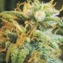 Lowryder Auto Feminized by Homegrown Fantaseeds THC Content Potency Strength CBD Height Yield Flowering Time Indica Sativa Genet