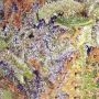 Blue Dream Sherbet Feminized by Growers Choice THC Content Potency Strength CBD Height Yield Flowering Time Indica Sativa Geneti