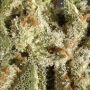 Amnesia Auto Feminized by Green Label THC Content Potency Strength CBD Height Yield Flowering Time Indica Sativa Genetics