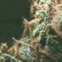 NL5 Haze Mist Feminized by Greenhouse Seeds THC Content Potency Strength CBD Height Yield Flowering Time Indica Sativa Genetics