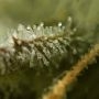 Greenhouse Seeds Kalashnikova Smoke Buds Weed Ganja Skunk Dope Pot Images Pics Nuggets