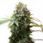 Kalashnikova Feminized by Greenhouse Seeds THC Content Potency Strength CBD Height Yield Flowering Time Indica Sativa Genetics
