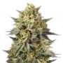 Txees Bilbo Feminized by Genehtik THC Content Potency Strength CBD Height Yield Flowering Time Indica Sativa Genetics