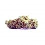 Freedom of Seeds Big Domina Auto Smoke Buds Weed Ganja Skunk Dope Pot Images Pics Nuggets