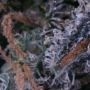 Blueberry Skunk Feminized by Flying Dutchmen THC Content Potency Strength CBD Height Yield Flowering Time Indica Sativa Genetics
