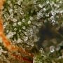 Strawberry Mango Haze Auto Feminized by Flash Seeds THC Content Potency Strength CBD Height Yield Flowering Time Indica Sativa G
