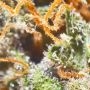 Russian Haze Auto Regular by Flash Seeds THC Content Potency Strength CBD Height Yield Flowering Time Indica Sativa Genetics