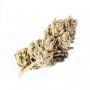 Fast Buds Zkittlez Auto Smoke Buds Weed Ganja Skunk Dope Pot Images Pics Nuggets