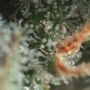 Gorilla Glue Auto Feminized by Fast Buds THC Content Potency Strength CBD Height Yield Flowering Time Indica Sativa Genetics