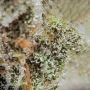 Cream Cookies Auto Feminized by Fast Buds THC Content Potency Strength CBD Height Yield Flowering Time Indica Sativa Genetics