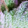 Blue Dreammatic Auto Feminized by Fast Buds THC Content Potency Strength CBD Height Yield Flowering Time Indica Sativa Genetics