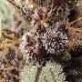 Blackberry Auto Feminized by Fast Buds THC Content Potency Strength CBD Height Yield Flowering Time Indica Sativa Genetics