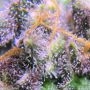 Nurse Lilly CBD Feminized by Expert Seeds THC Content Potency Strength CBD Height Yield Flowering Time Indica Sativa Genetics