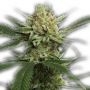 Expert Seeds Fruit Salad Smoke Buds Weed Ganja Skunk Dope Pot Images Pics Nuggets