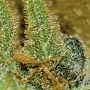 Critical Gorilla Feminized by Expert Seeds THC Content Potency Strength CBD Height Yield Flowering Time Indica Sativa Genetics