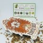 Exotic Seeds Cannabis Strain Tai Feminized Marijuana Seeds Original Collector Souvenir Authentic Packaging Packs