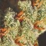 Pink Plant Feminized by Eva Female Seeds THC Content Potency Strength CBD Height Yield Flowering Time Indica Sativa Genetics