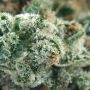 Grapefruit Krush Regular by Emerald Triangle THC Content Potency Strength CBD Height Yield Flowering Time Indica Sativa Genetics