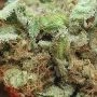 Sour Tang Kripple Feminized by Dr Krippling THC Content Potency Strength CBD Height Yield Flowering Time Indica Sativa Genetics