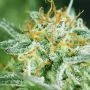 Mango Mist Shake Feminized by Dr Krippling THC Content Potency Strength CBD Height Yield Flowering Time Indica Sativa Genetics