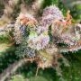 Dr Krippling Kripplicious Smoke Buds Weed Ganja Skunk Dope Pot Images Pics Nuggets