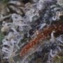 Krippleberry Feminized by Dr Krippling THC Content Potency Strength CBD Height Yield Flowering Time Indica Sativa Genetics