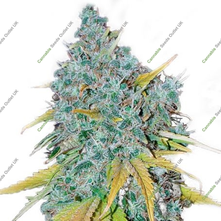 Yumbolt Feminized Marijuana Strain by Our Own Weed Breeders For Sale Online at Cannabis Seeds Outlet