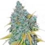 Yumbolt Feminized Marijuana Strain by Our Own Weed Breeders For Sale Online at Cannabis Seeds Outlet