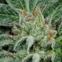 Dolly Kush Feminized by Dr Krippling THC Content Potency Strength CBD Height Yield Flowering Time Indica Sativa Genetics